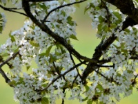 2016-05-10 10h55m34 - Bloesem - Pierre Bernard